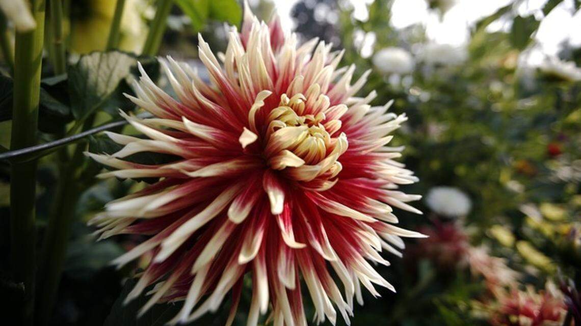 It’s time to put your Western Washington garden to bed until spring