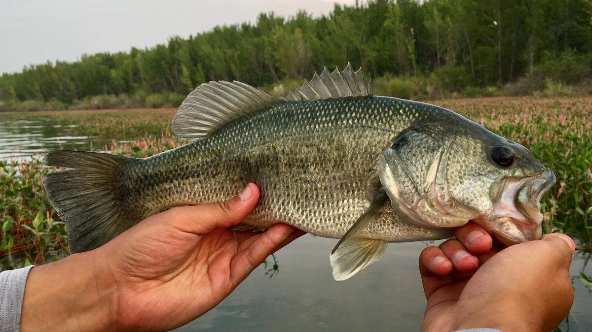 Bass fishing has been picking up at Lake Lowell south of Nampa. Largemouth like this one like to hide in weedy areas and snap up jigs, soft plastics and top-water baits.