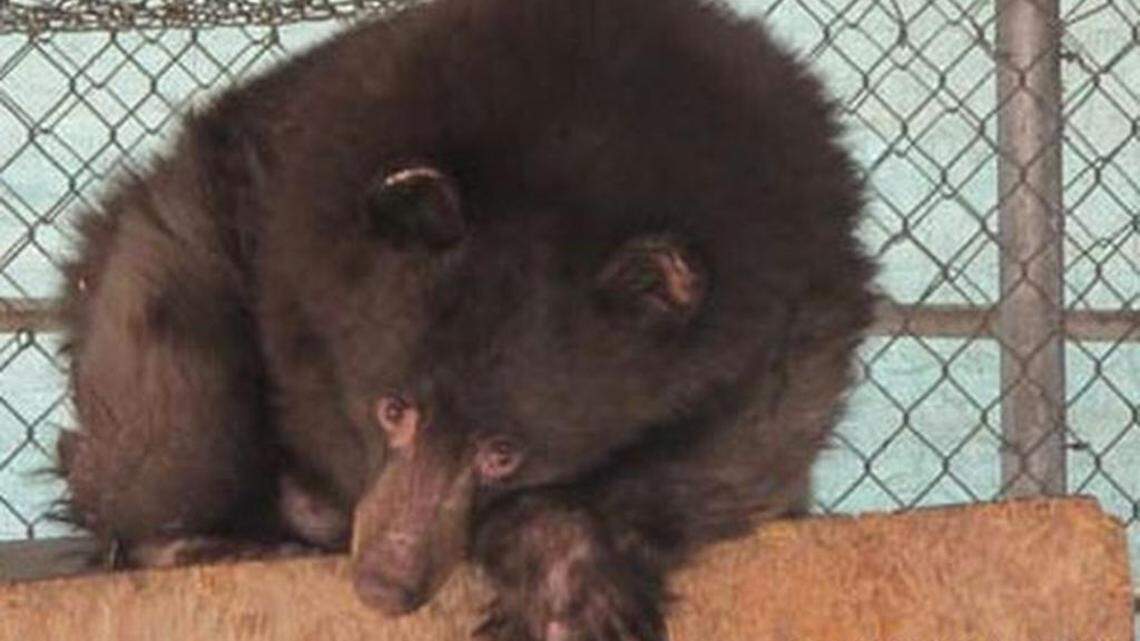 Cinder is returning home to Washington after almost a year of recovery.