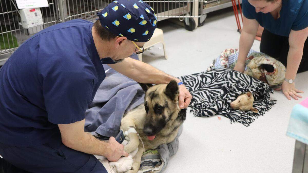 Dr. Jeff Rosenthal, CEO of the Idaho Humane Society, based in Boise, said the shelter has often been a source of low-cost veterinary care for pets, but costs are increasing across the industry.