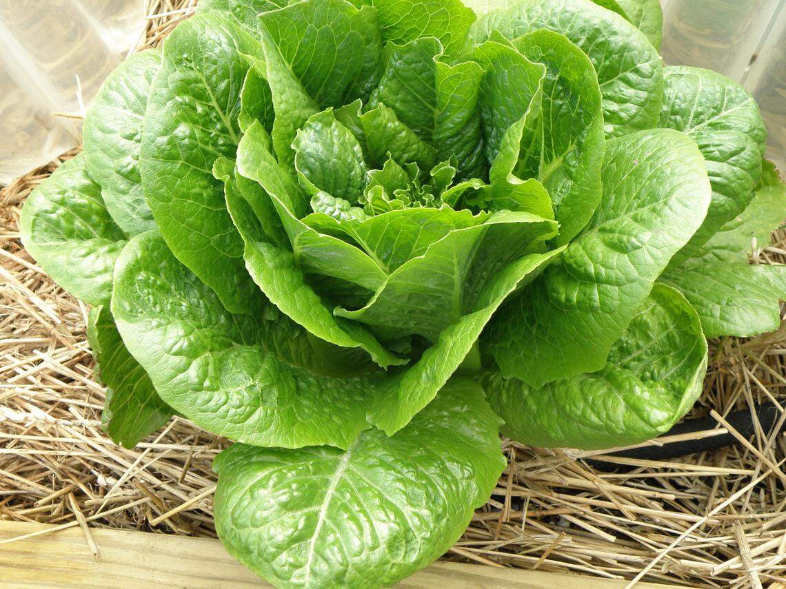 Outbreaks of E. coli and salmonella in lettuce are common because the plant needs lots of water when it is growing, making cross-contamination possible.