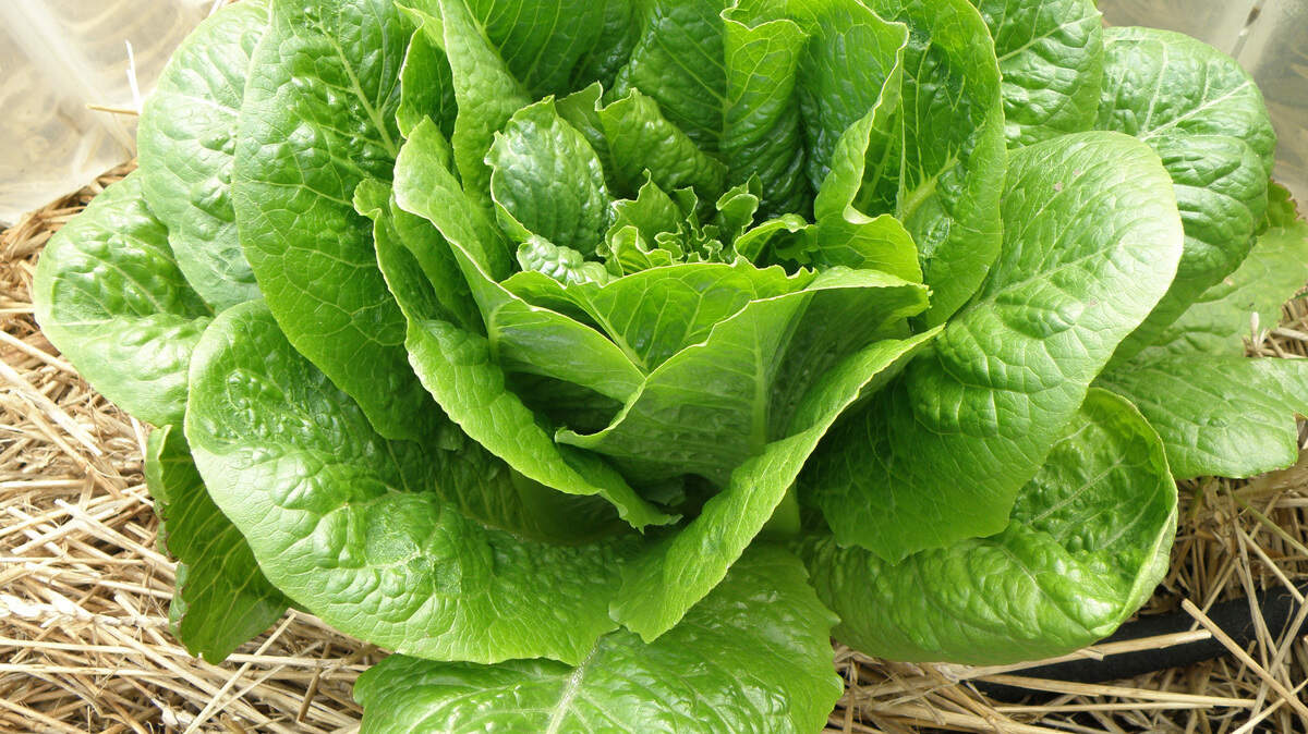 Outbreaks of E. coli and salmonella in lettuce are common because the plant needs lots of water when it is growing, making cross-contamination possible.