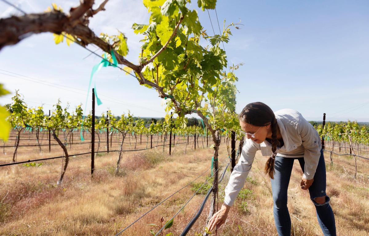 The Minders produce sparking wine from grapes grown in the Eagle Foothills Idaho American Viticultural Area.