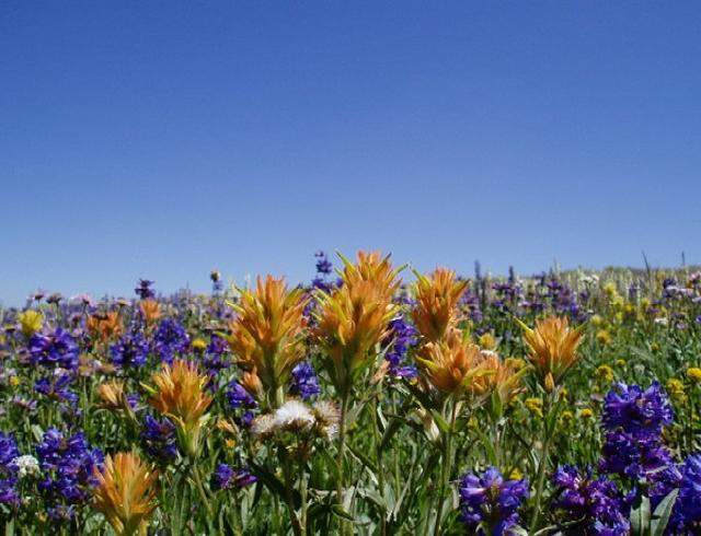Orange Christ’s Indian paintbrush and purple Payette beardtongue flowers