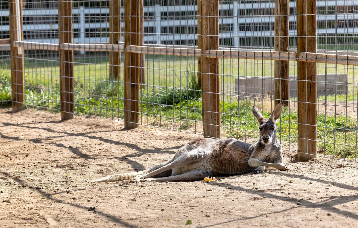 One of the Kerns’ two kangaroos lays inside its pen at 8899 S. Black Cat Road in Nampa.