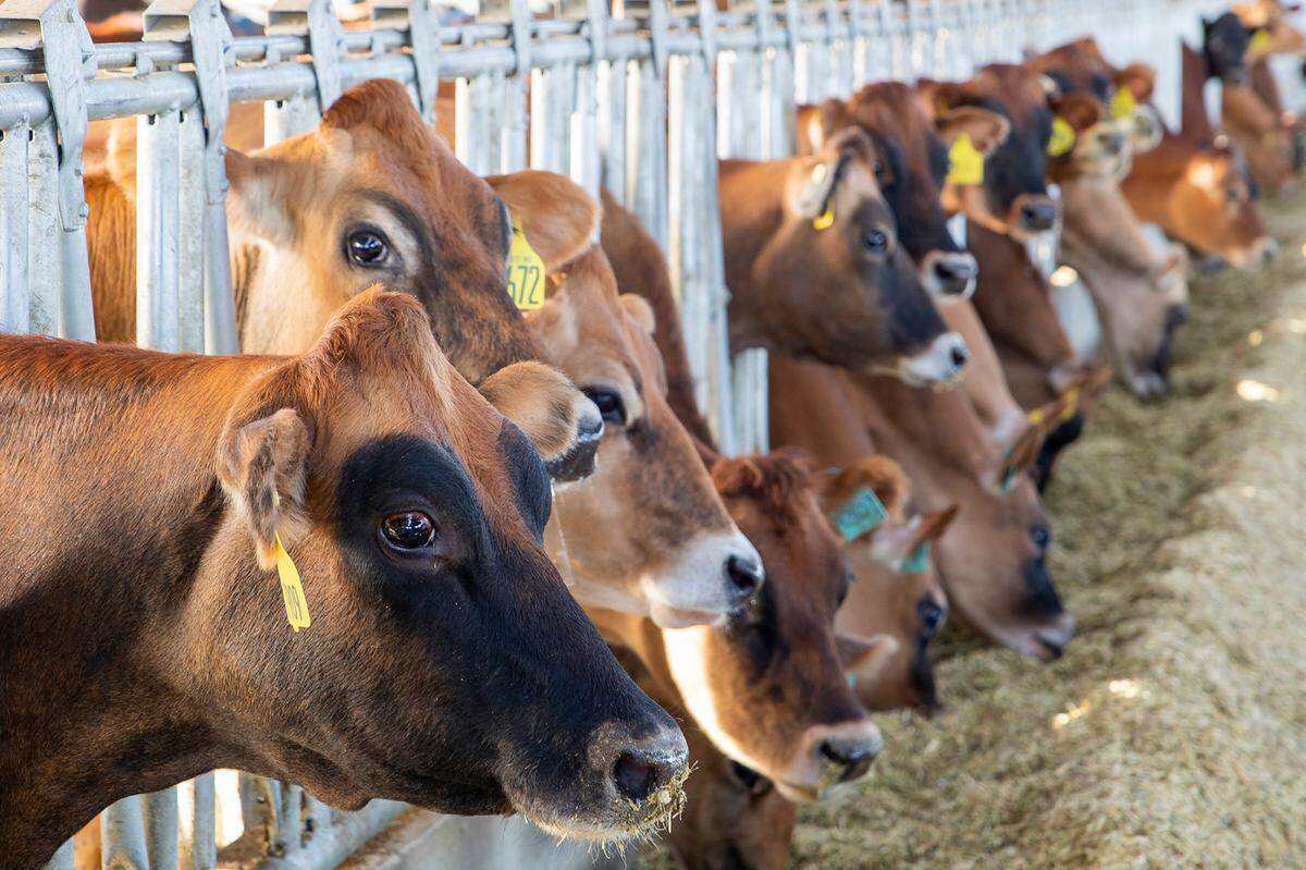 Cows feed at the Hurtado Dairy in southern Idaho.