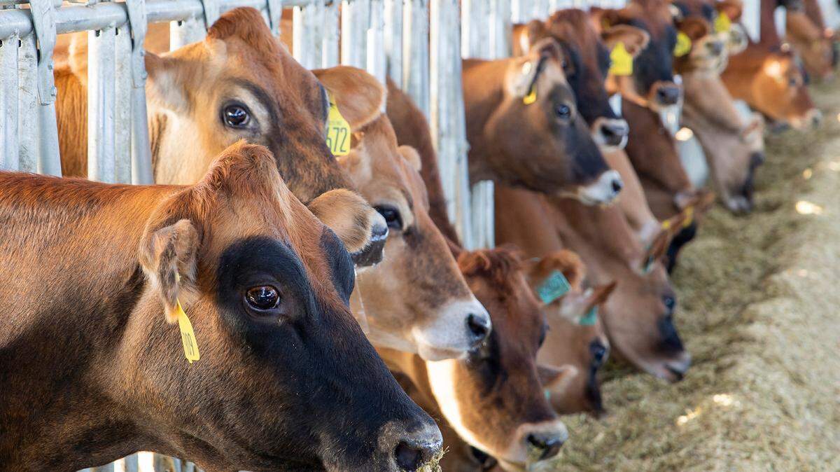 Dairy cattle are shown in this 2023 file photo.
