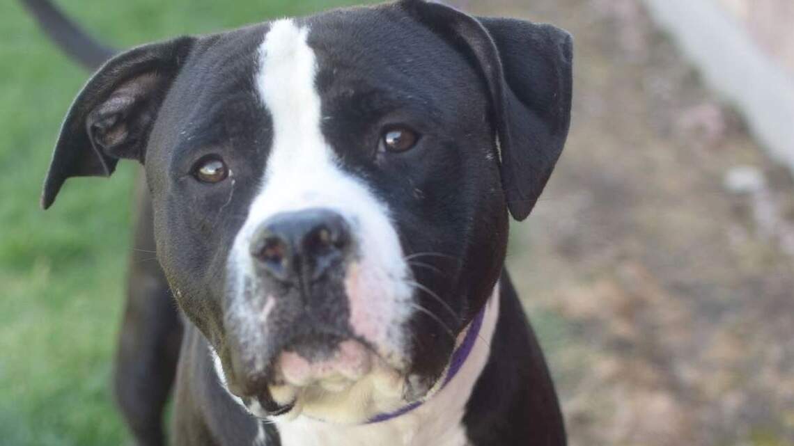 Canyon County Pet of the Week: Dapper Dan