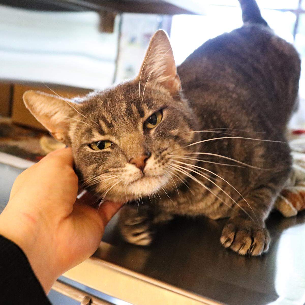 Houdini the cat is available for adoption through the Idaho Humane Society.