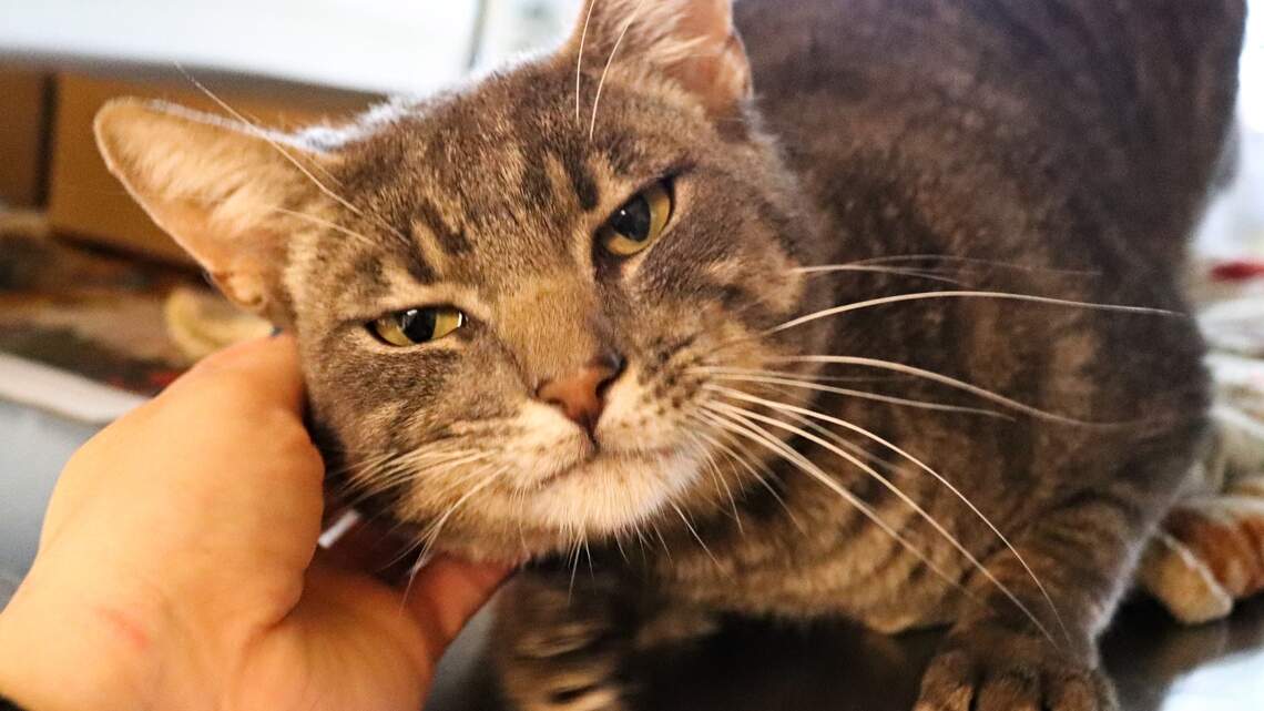 Meet the Treasure Valley’s Pets of the Week (May 20-26)