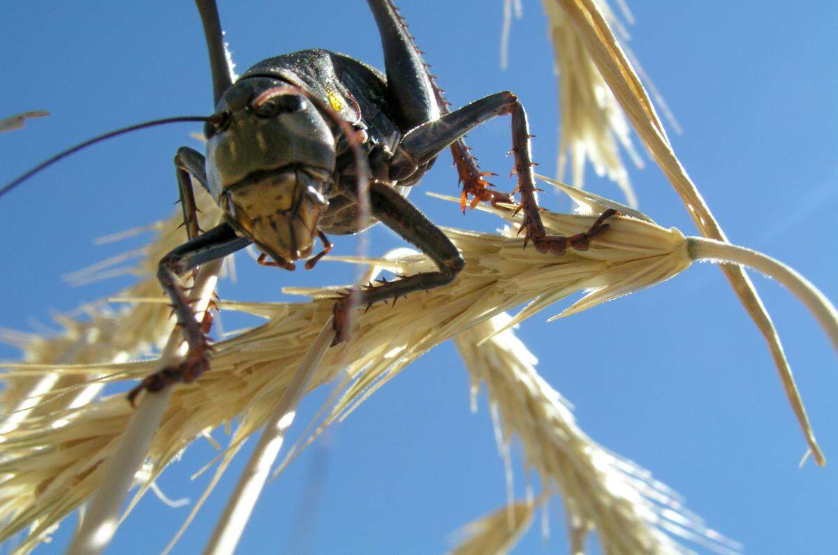 A Mormon cricket feeds on a stalk of grain in the Mayfield area east of Boise, in July 10, 2003, during a previous swarm. The invading pests are actually not crickets, but hard-backed katydids.