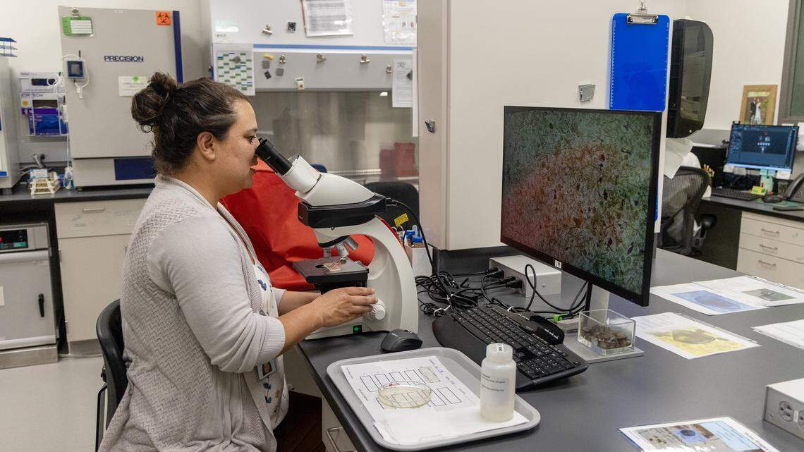 Bacteriologist and parasitologist Michelle Jakaitis uses a microscope to view a training sample of veligers, which are the larval stage of quagga mussels, at the Idaho Animal Health Laboratory in Boise, Tuesday, July 29, 2025.