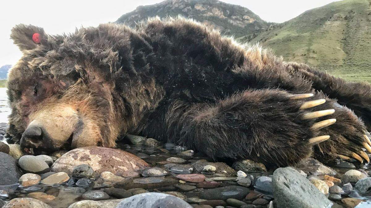 Gardiner sculptor George Bumann visited a Yellowstone grizzly found dead on a gravel bar to measure and photograph the animal. Within a days someone had cut off the bear’s head and paws.