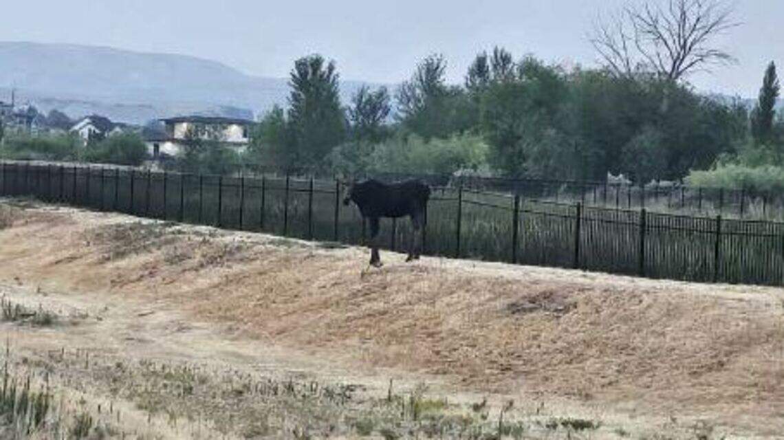 Hey Rocky, think you saw Bullwinkle? Idaho Fish and Game confirms 2 moose in Boise area