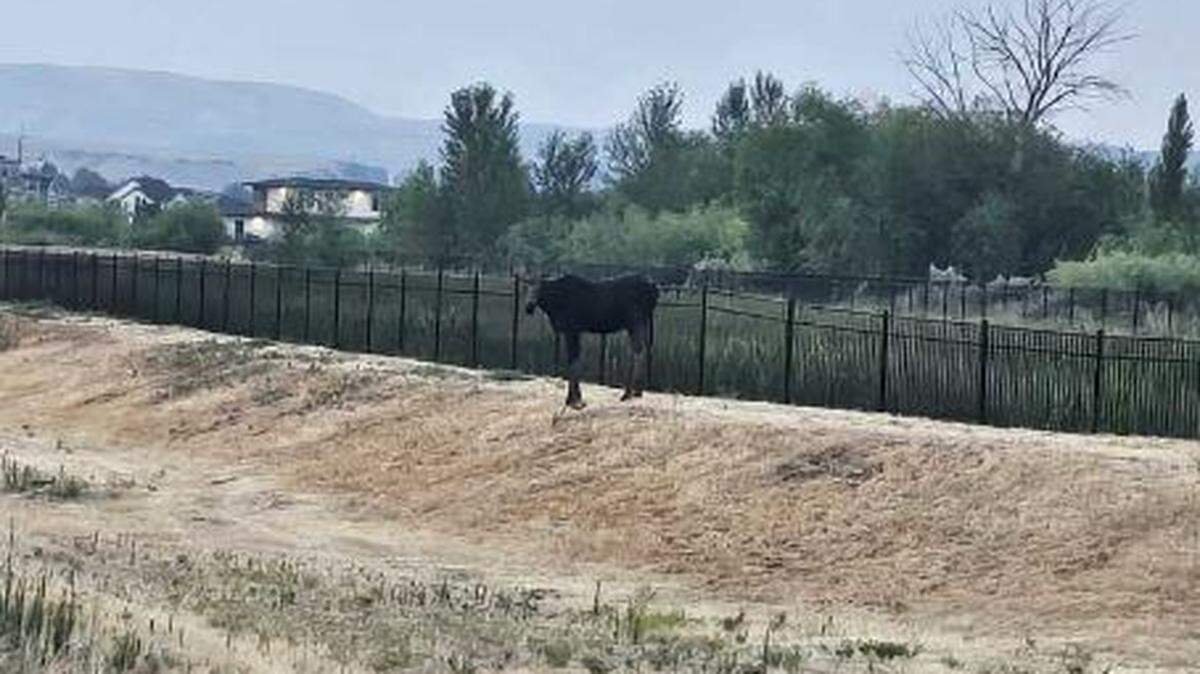 Idaho Fish and Game says a young bull moose, above, has been spotted in Southeast Boise recently. Another moose has been living in Hidden Springs this summer.