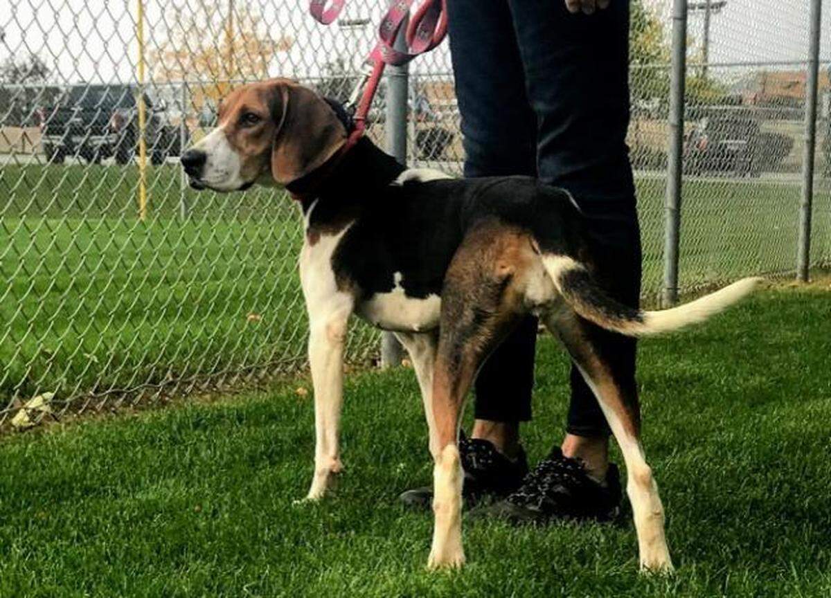Tess the dog is available for adoption through the Meridian Canine Rescue.