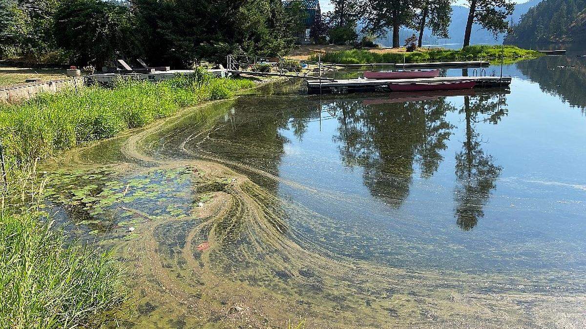 Algae is pictured along the shore of Fernan Lake this month.