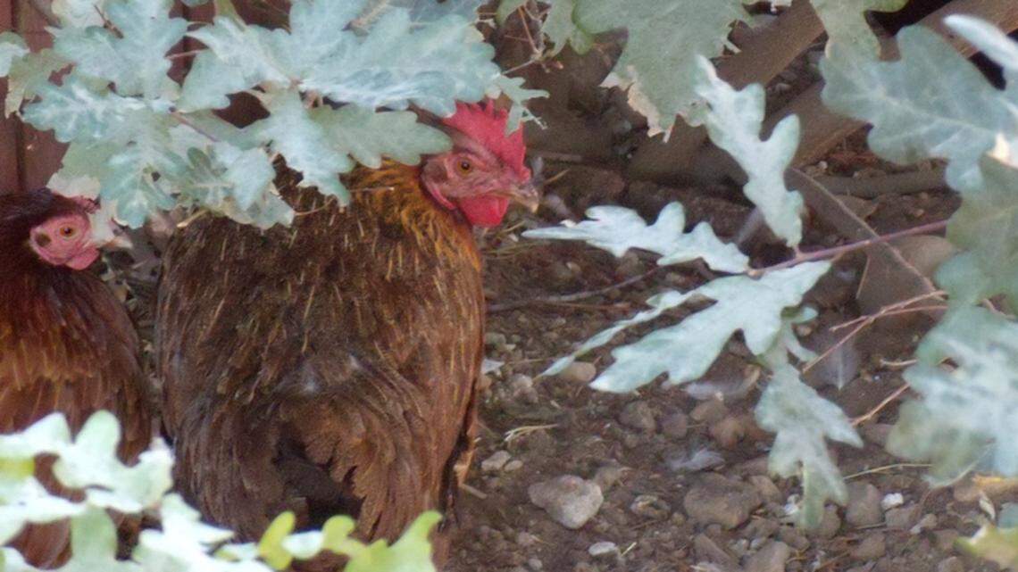 Two flocks of chickens in Idaho have been confirmed to have bird flu, the state Department of Agriculture said Friday.