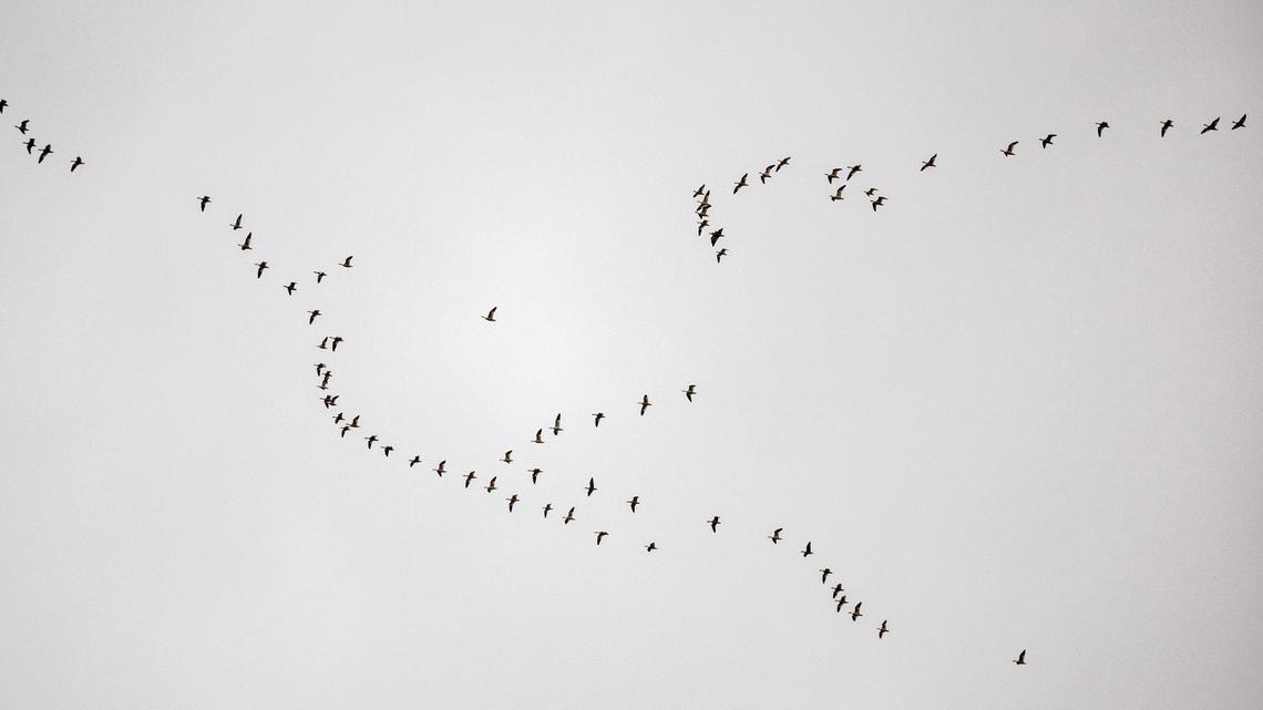 A flock of birds fly over Deer Flat National Wildlife Refuge in Nampa.