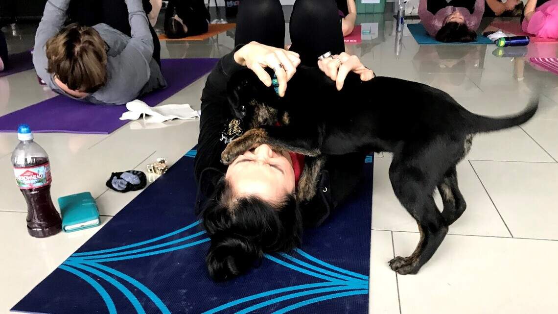 Yoga paired with pups to benefit Meridian Canine Rescue
