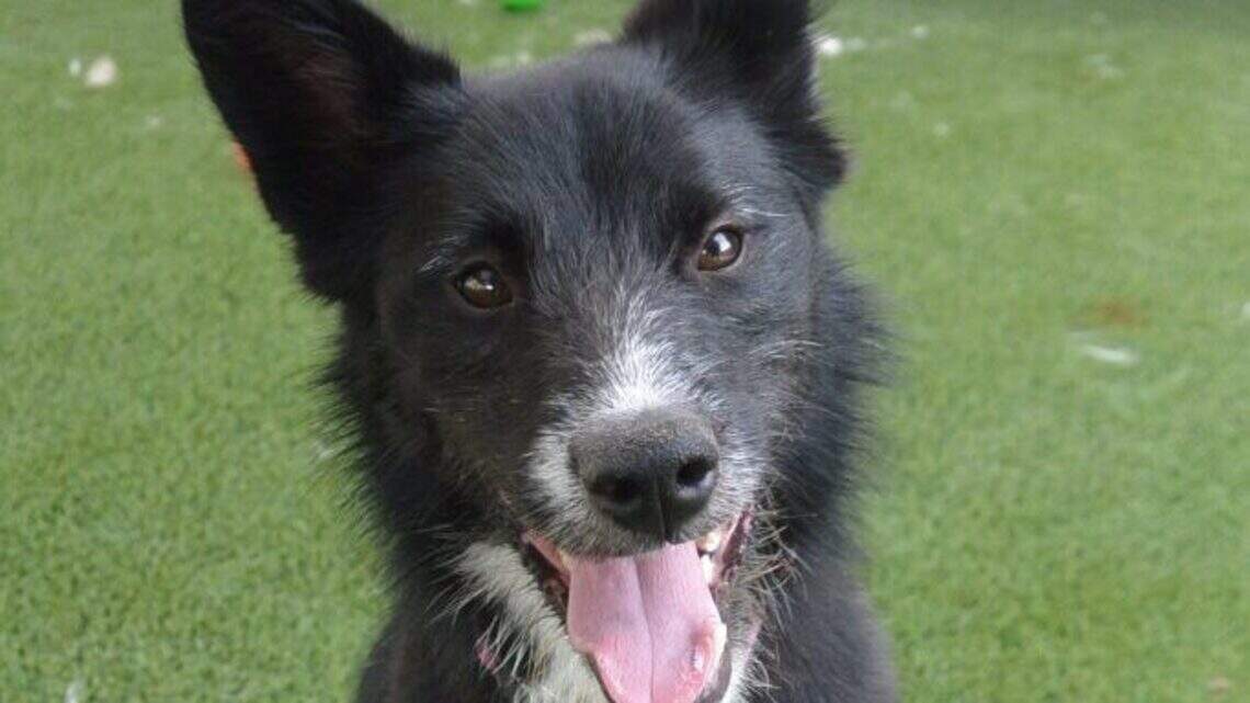 Meridian Pet of the Week: Ellie