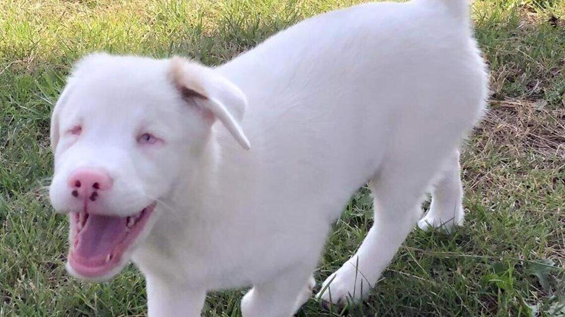 Deaf, blind pup from Idaho dog sanctuary to take the field this Sunday at the Puppy Bowl
