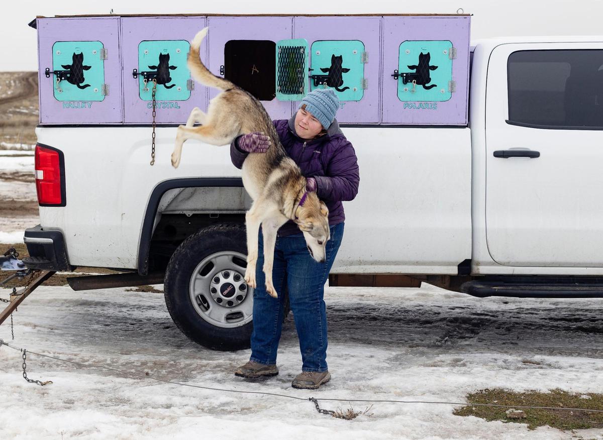 Dog sled musher Liz Nevills of Middleton unloads Aurora, one of nine dogs on her team, at a nearby Bureau of Land Management site on Jan. 19, 2022. Without adequate snow, she is still able to practice a dry land route on the land with the canines pulling her on an ATV. She recreates and competes under the name Miracle Sled Dog Team.