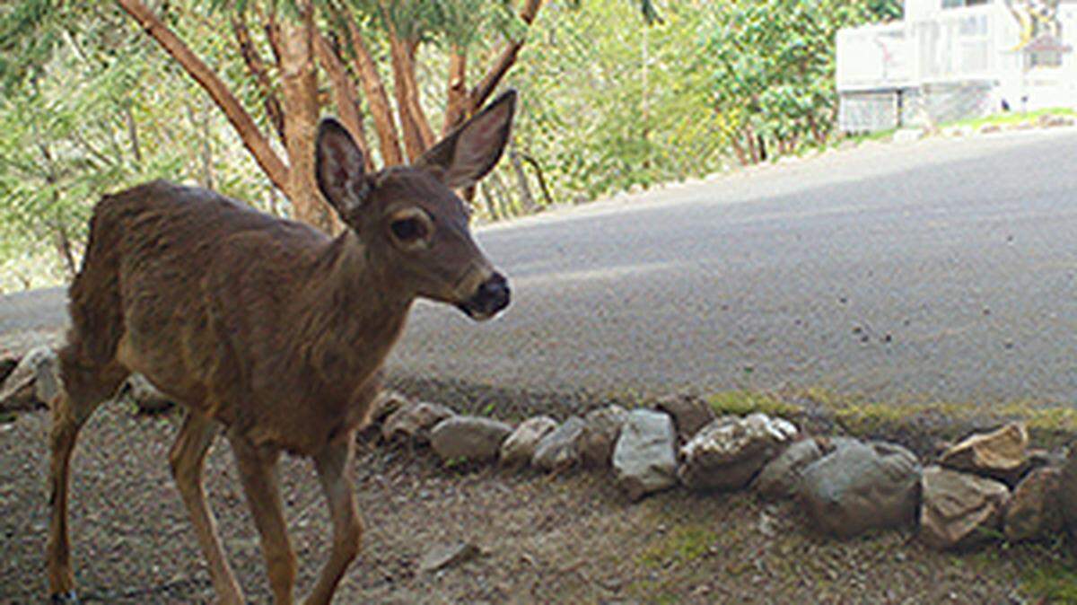 Black-tailed does raising fawns will protect them against people, dogs and other perceived threats.