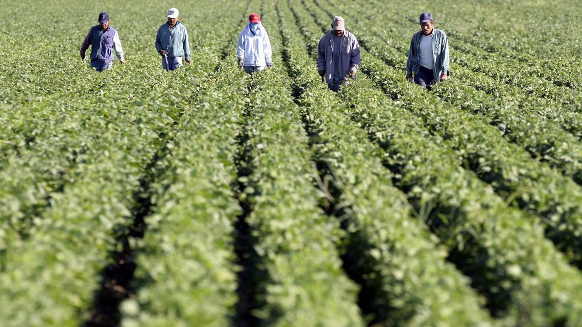 Farmworkers walk through rows of bean plants removing weeds south of Nampa in this file photo from 2005.