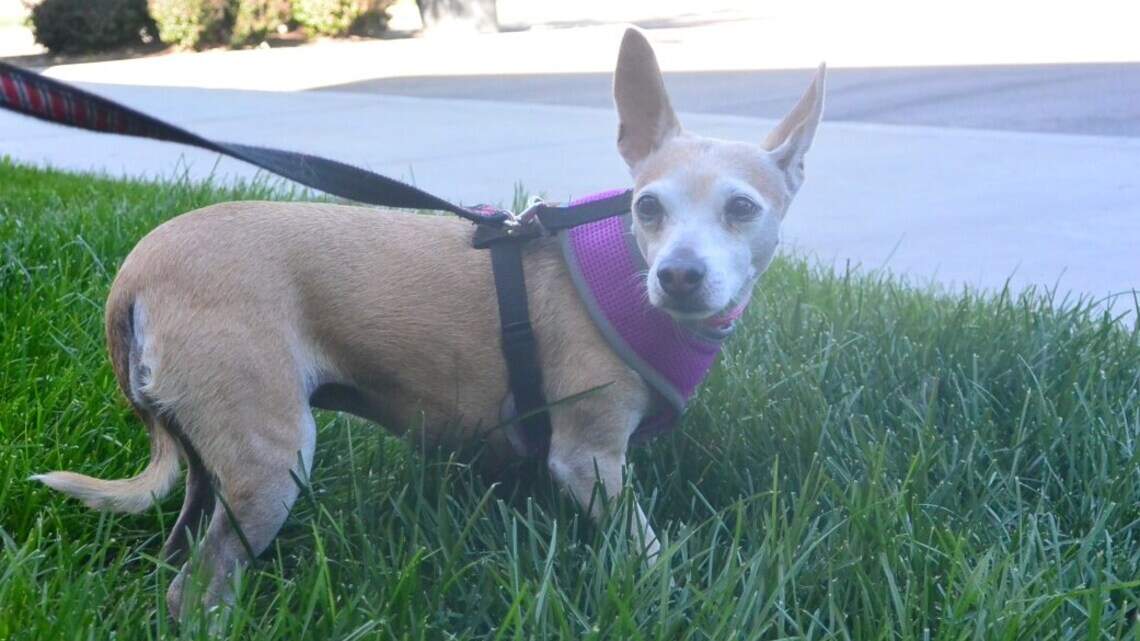 Meridian Pet of the Week: Kaylie