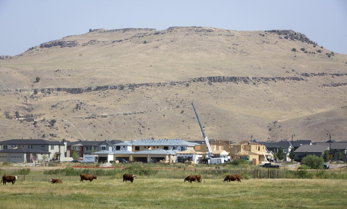 New home construction is filling out neighborhoods on Warms Springs Avenue in Barber Valley, under the Warm Springs Mesa skyline. The pasture where the cattle are grazing are owned by the Harris family for which Harris Ranch is named. The land is the site of a new elementary school that the Boise School District plans to build in the next five years.