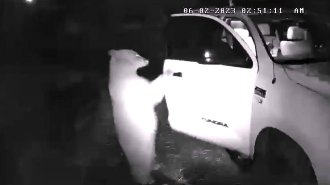 Officials with Colorado Parks and Wildlife posted a video of a bear walking up to a truck and pulling the door open by the handle. Before the bear climbs in, it glances back at what appears to be the home’s surveillance camera, almost as if it's checking to make sure no humans are around to stop it. ​