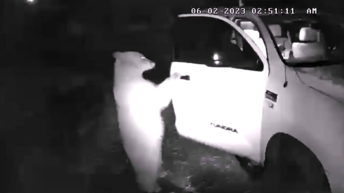 Officials with Colorado Parks and Wildlife posted a video of a bear walking up to a truck and pulling the door open by the handle. Before the bear climbs in, it glances back at what appears to be the home’s surveillance camera, almost as if it's checking to make sure no humans are around to stop it. ​
