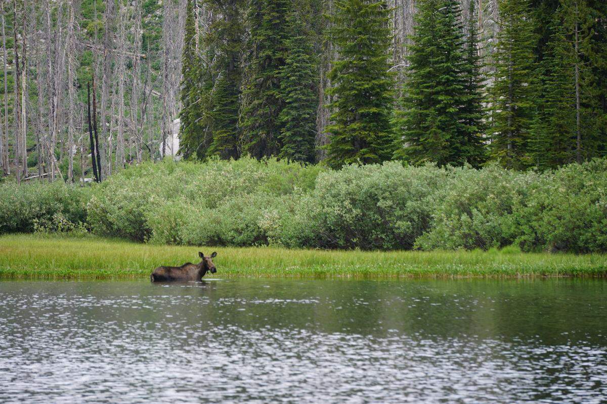 A cow moose grazes on aquatic vegetation in Big Trinity Lake on Friday, July 26, 2019. Big Trinity Lake is one of a series of Idaho mountain lakes that are accessible via the Rainbow Basin Trail in the Boise National Forest.