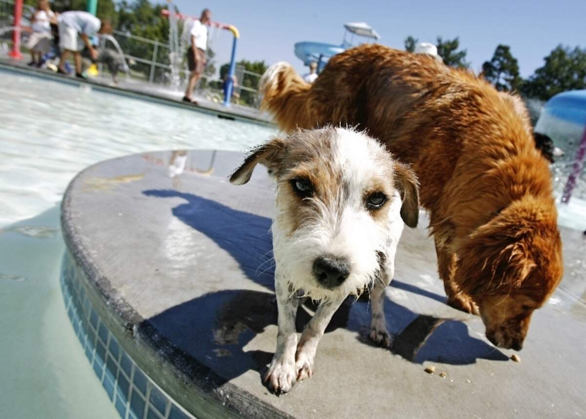 0824 local dogs