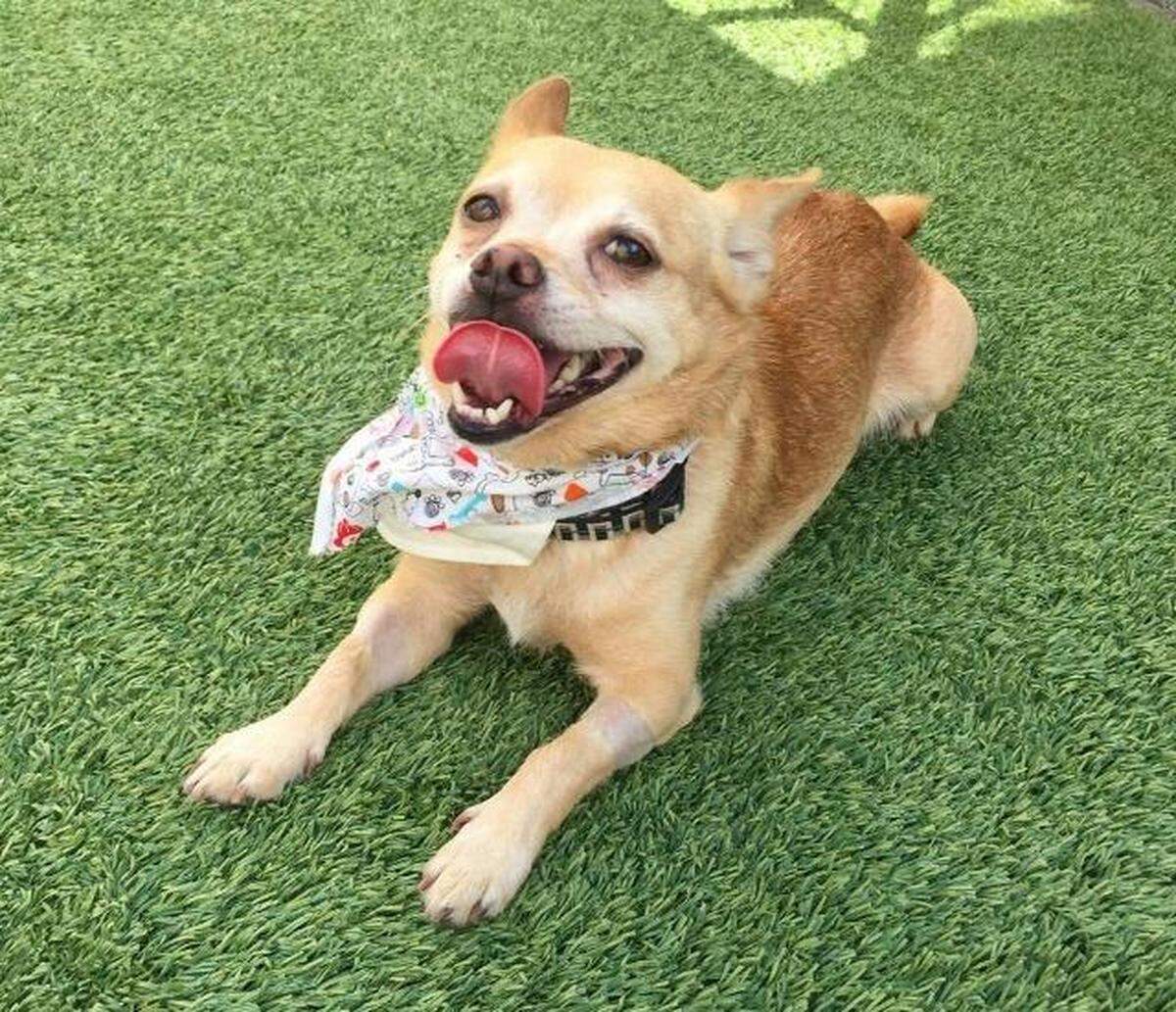 MC the dog is available for adoption through the Meridian Canine Rescue.