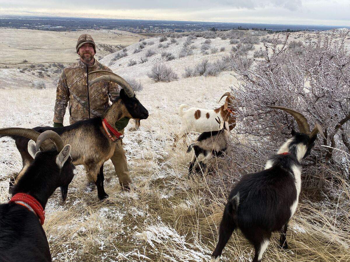 Nathan Putnam stands next to Colter, one of his pack goats, in the Boise Foothills. Putnam takes the goats on hikes in the Foothills to stay in shape for hunting and backpacking trips.