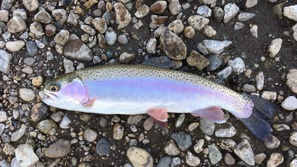 Ice is off, trout bite is on at Horsethief (fishing report, April 27)