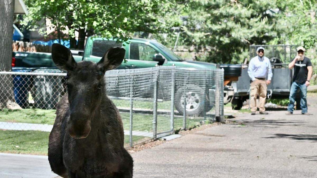 A moose was seen in various parts of Boise’s East End and North End neighborhoods Monday.