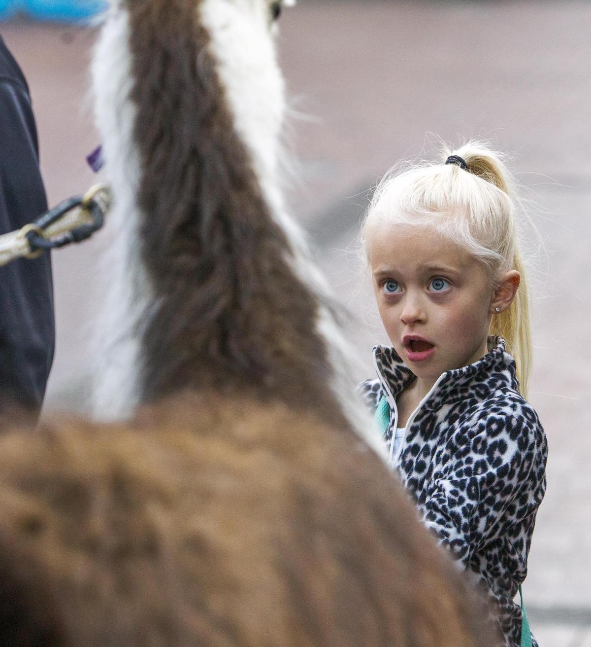 It was love at first sight for Lily Boyd, 6, of Burley, upon meeting a young llama named Hennessy. Lily was attending a demonstration on pack llamas with her father Logan Boyd Saturday, May 4, 2019 at the Grove Plaza in Downtown Boise.