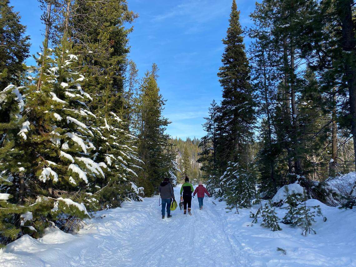 Christmas tree permits are available for National Forests, including the Umatilla, Olympic and Mt. Baker-Snoqualmie forests.
