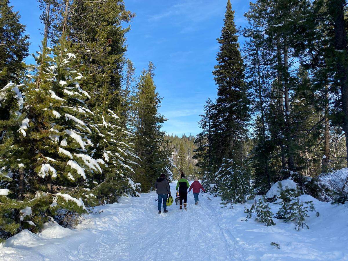 Christmas tree permits are available for National Forests, including the Umatilla, Olympic and Mt. Baker-Snoqualmie forests.
