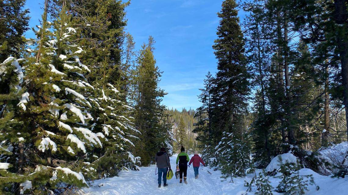 Looking for holiday cheer, we cut our own Christmas tree in an Idaho forest. You can, too