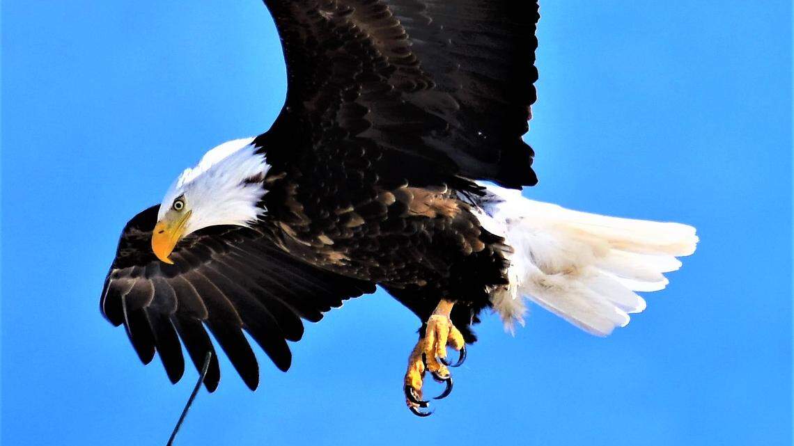 Bald eagles are showing up in good numbers at Bear Lake State Park this winter.