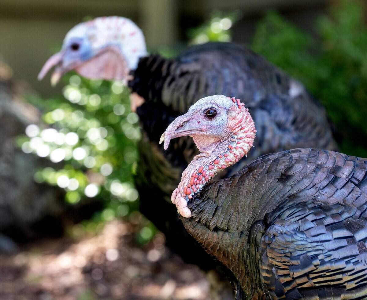 Two wild turkeys sit in the shade outside of a North End home in Boise, Thursday, July 31, 2025.