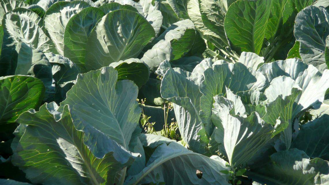 Gardening: Some vegetables can survive freezing, such as cabbage, collards and kale