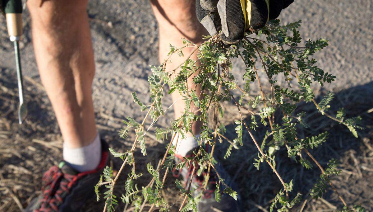 Some sprawling weeds look like goatheads, but the leaves (and nasty seeds) are a dead giveaway. 
