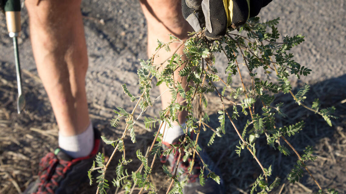 Goatheads, bad. Prizes, good. Trade in weeds during ‘Stomp Out Puncturevine’ campaign