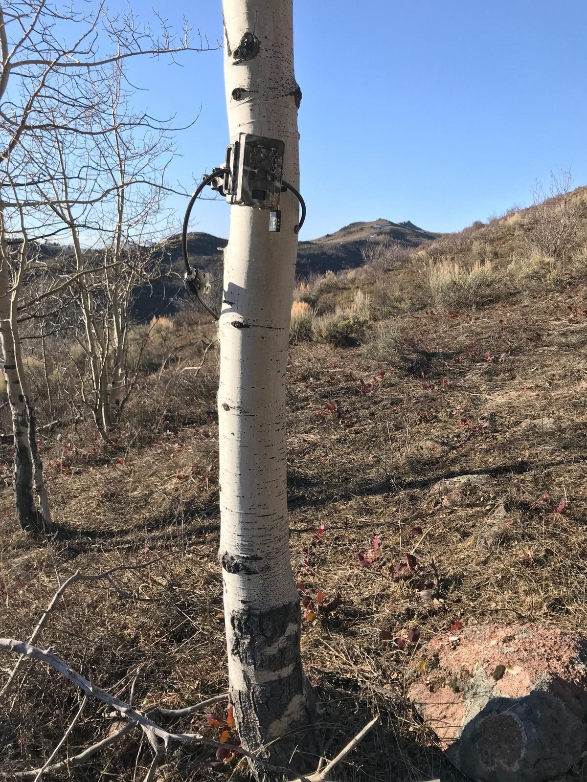 The Idaho Department of Fish and Game uses time-lapse and motion-triggered photos taken by trail cameras like this one to estimate the state’s wolf population.