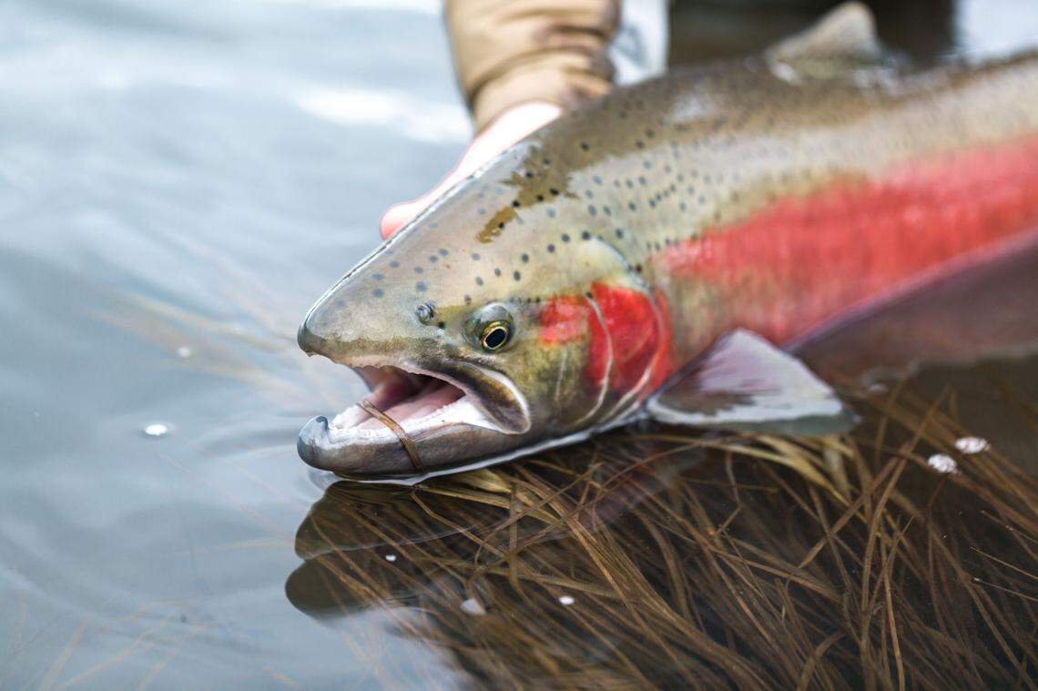 Snake River spring and summer chinook salmon are threatened in Idaho.
